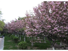 胸徑6公分櫻花哪里有賣的？