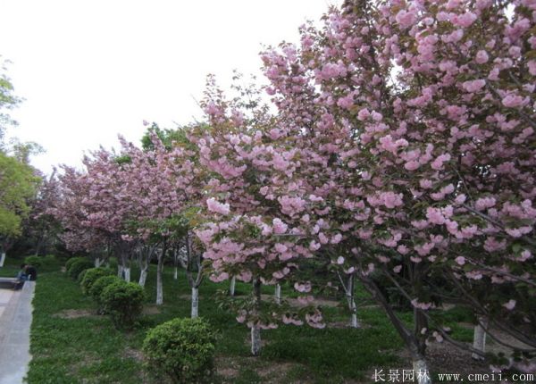 櫻花樹(shù)圖片基地實(shí)拍