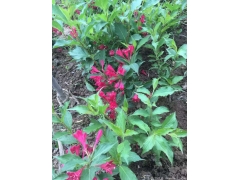 50公分紅王子錦帶價(jià)格是多少？