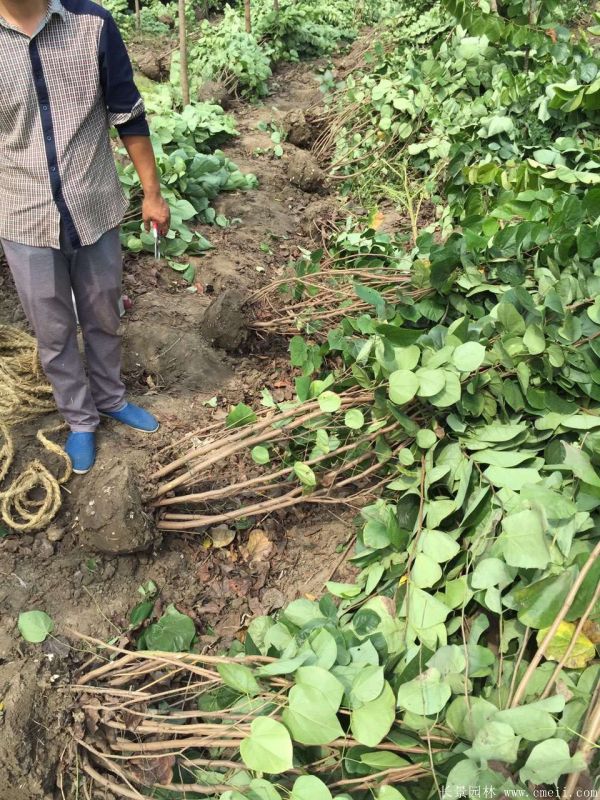 叢生紫荊樹(shù)圖片基地實(shí)拍