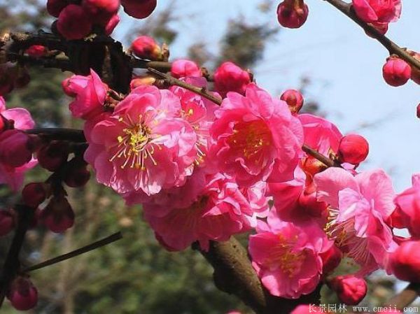 紅梅樹(shù)紅梅花圖片基地實(shí)拍