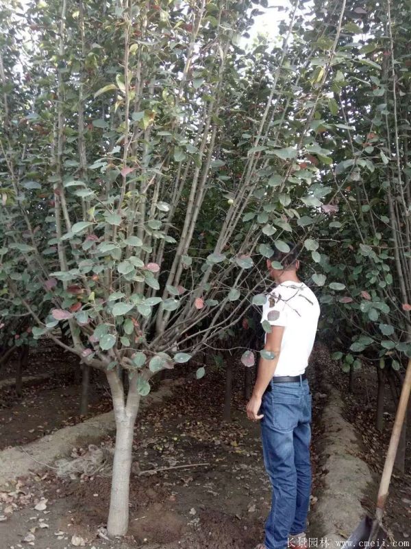 西府海棠圖片基地實拍