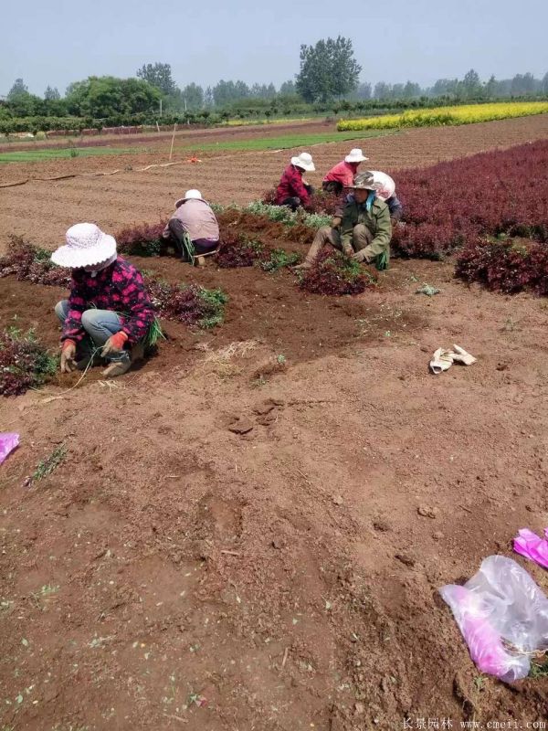 紅葉小檗圖片基地實拍