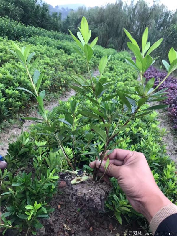 春鵑圖片基地實拍