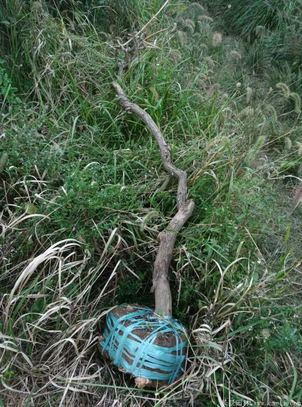 凌霄花苗圖片基地實(shí)拍