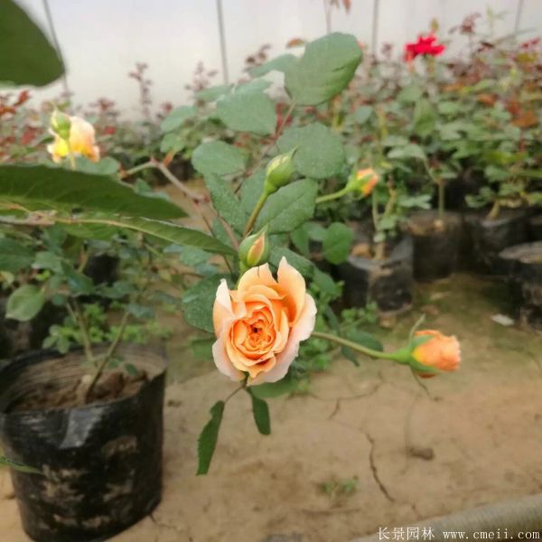 月季花圖片基地實拍