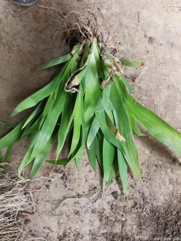 德國鳶尾基地實(shí)拍圖片