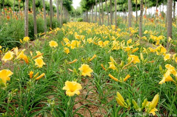 黃花萱草基地實(shí)拍圖片