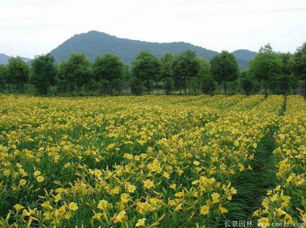 黃花萱草基地實(shí)拍圖片