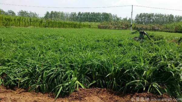 大花萱草基地實(shí)拍圖片