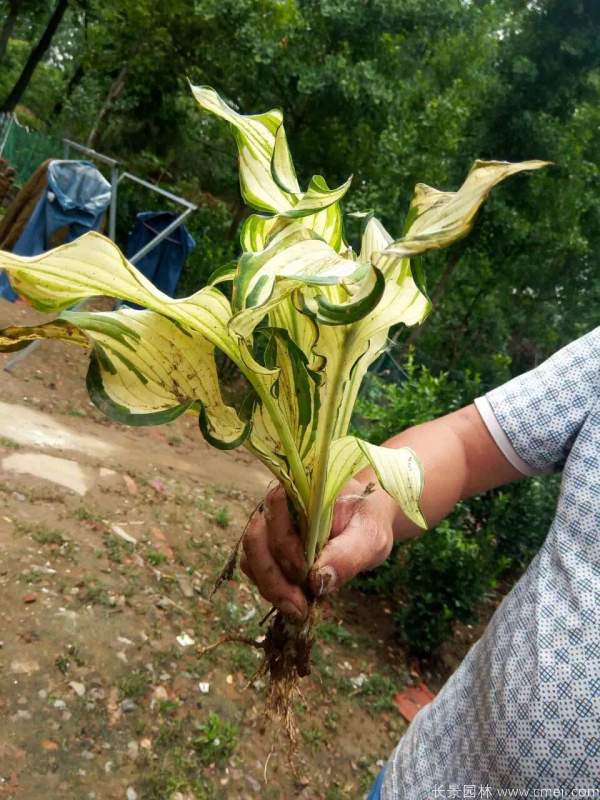 玉簪花圖片基地實拍