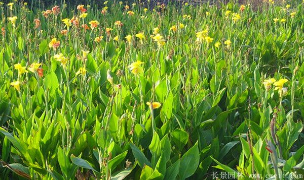 大花美人蕉基地實拍圖片