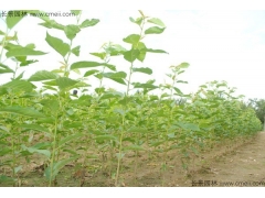 櫻花苗價格哪家比較低？