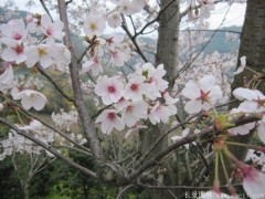 2017年批發(fā)櫻花最熱門產(chǎn)地在哪？