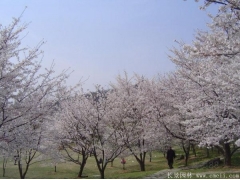 櫻花樹苗8_10公分價格近日來有所上漲，入手要快