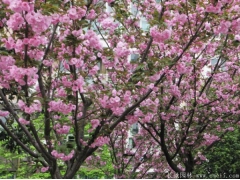 櫻花樹苗多少錢一棵，來長景園林看看