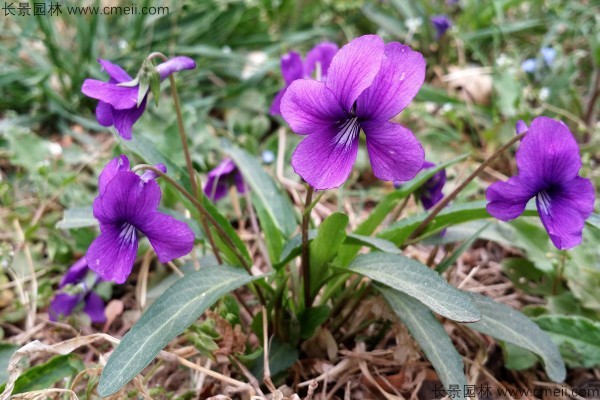 紫花地丁種子發(fā)芽出苗開(kāi)花圖片