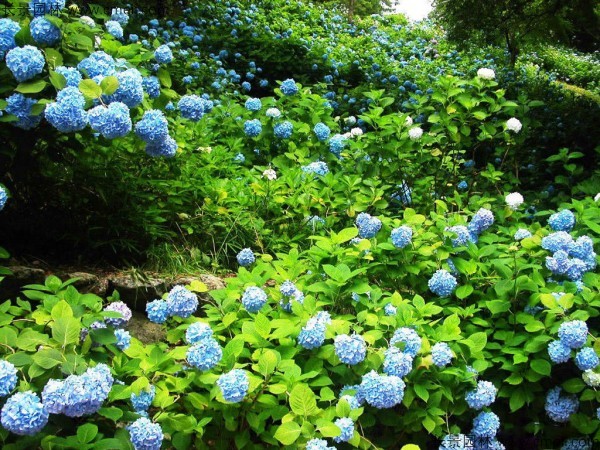 繡球花種子發(fā)芽出苗開花圖片