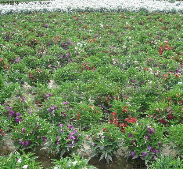 鳳仙花種子發(fā)芽出苗開花圖片