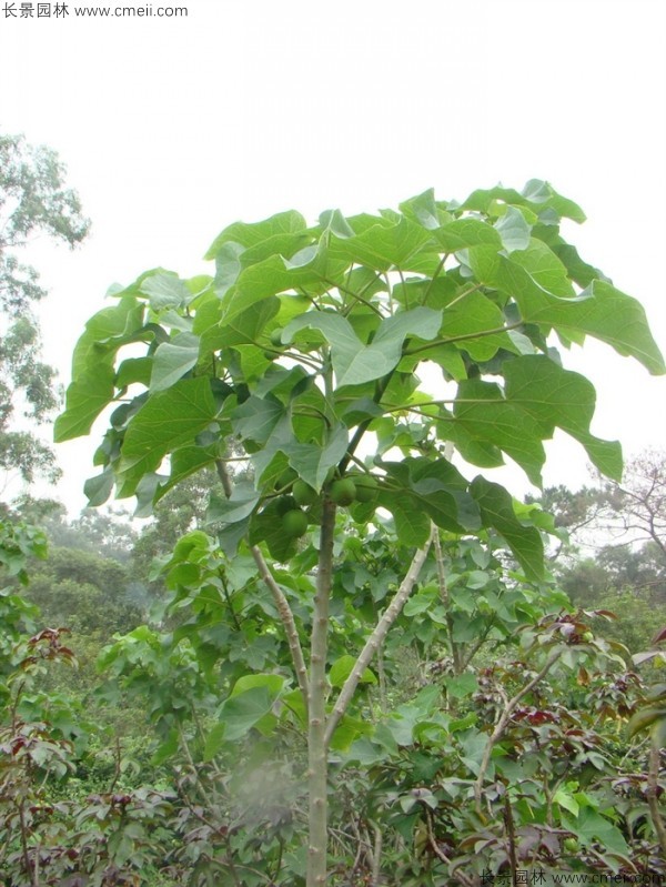 麻瘋樹種子發(fā)芽出苗圖片