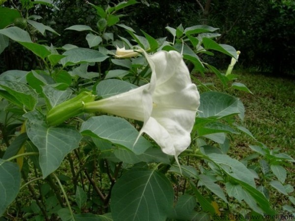 曼陀羅種子發(fā)芽出苗開(kāi)花圖片