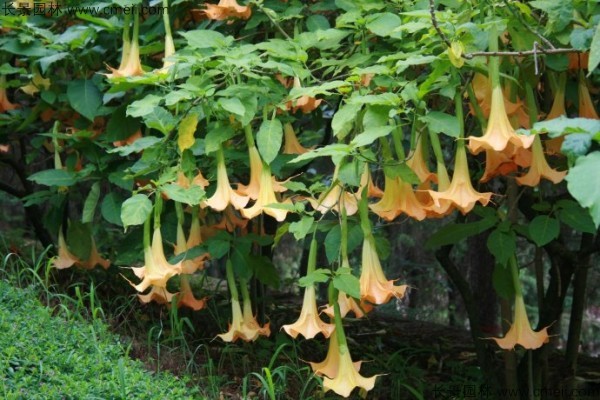 曼陀羅種子發(fā)芽出苗開(kāi)花圖片