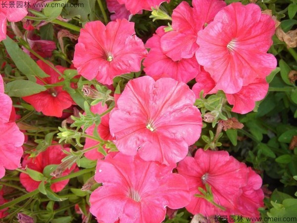 牽?；ǚN子發(fā)芽出苗開花圖片