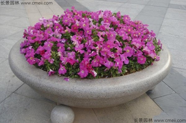 牽?；ǚN子發(fā)芽出苗開花圖片
