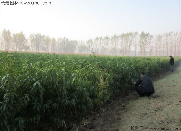 毛桃種子發(fā)芽出苗圖片