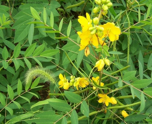 蛇滅門(mén)種子開(kāi)花發(fā)芽出苗圖片