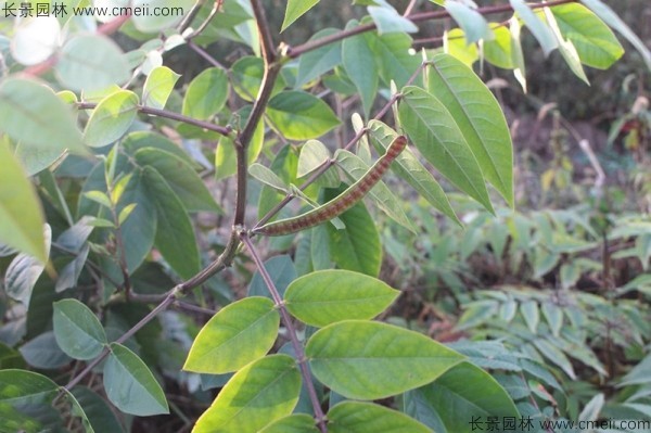 蛇滅門(mén)種子開(kāi)花發(fā)芽出苗圖片