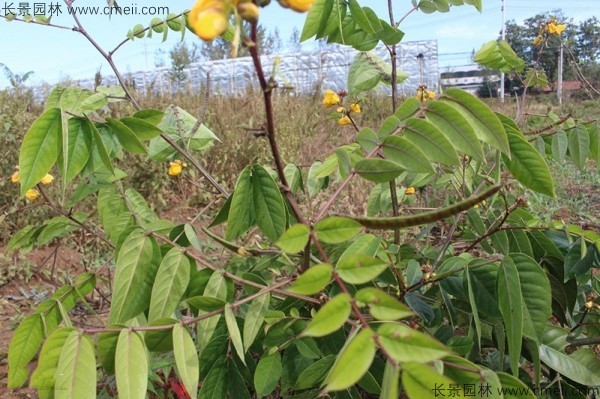 蛇滅門(mén)種子開(kāi)花發(fā)芽出苗圖片