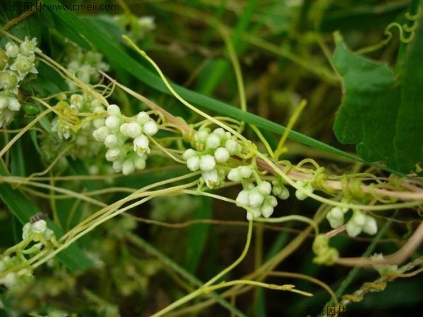 植物菟絲子圖片