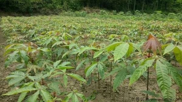 七葉樹(shù)種子發(fā)芽出苗圖片