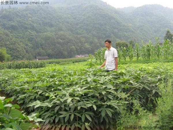 七葉樹(shù)種子發(fā)芽出苗圖片