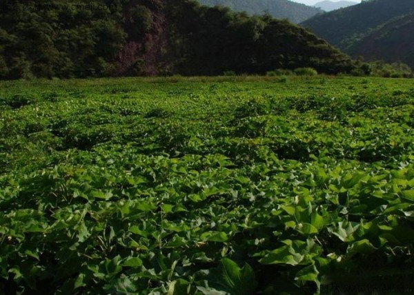 油桐樹種子發(fā)芽出苗圖片