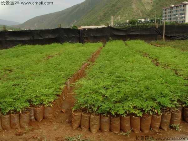 辣木樹(shù)種子發(fā)芽出苗圖片