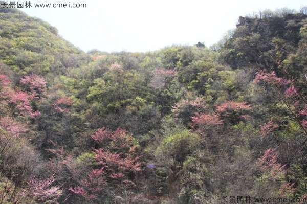 巨紫荊種子發(fā)芽出苗開(kāi)花圖片