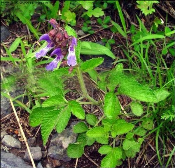 丹參種子發(fā)芽出苗開(kāi)花圖片