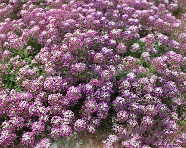 香雪球種子發(fā)芽出苗開花圖片