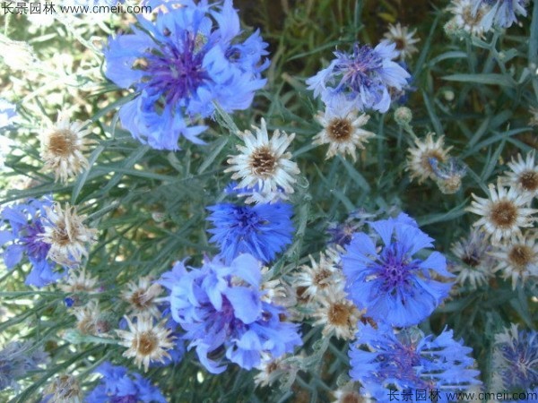 矢車菊種子發(fā)芽出苗開(kāi)花圖片