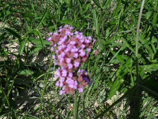 馬鞭草種子發(fā)芽出苗開花圖片