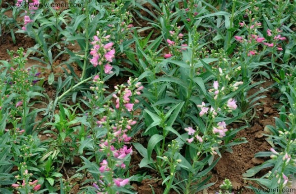 吊鐘柳種子發(fā)芽出苗開花圖片