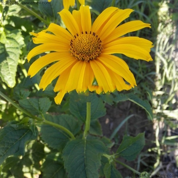 黃菊花種子發(fā)芽出苗圖片