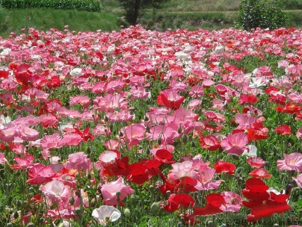 冰島虞美人種子發(fā)芽出苗開花圖片