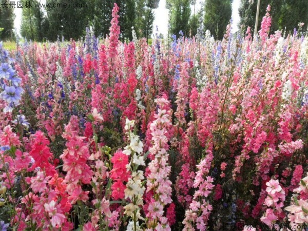 飛燕草種子發(fā)芽出苗開花圖片