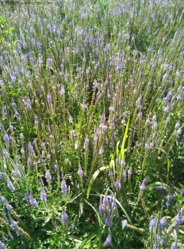 婆婆納種子發(fā)芽出苗開花圖片