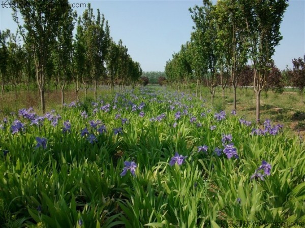 藍花鳶尾