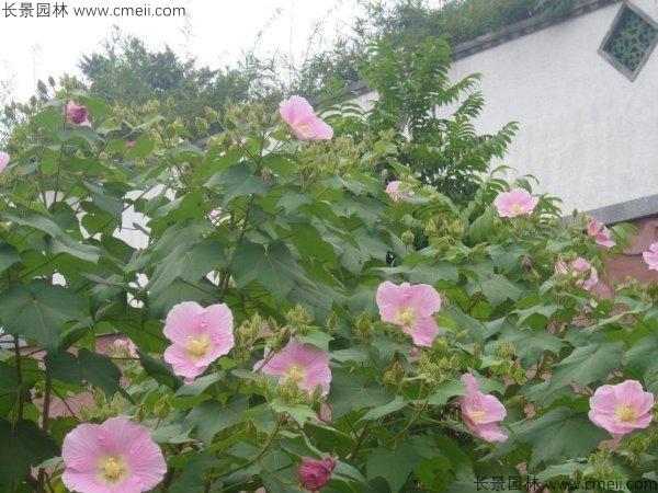 木芙蓉種子發(fā)芽出苗開花圖片