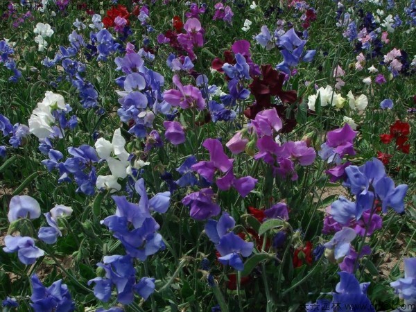 香豌豆種子發(fā)芽出苗開(kāi)花圖片